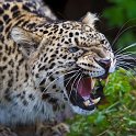 slides/_MG_4499.jpg wildlife, feline, big cat, cat, predator, fur, spot, persian, leopard, eye, fang WBCS9 - Persian Leopard